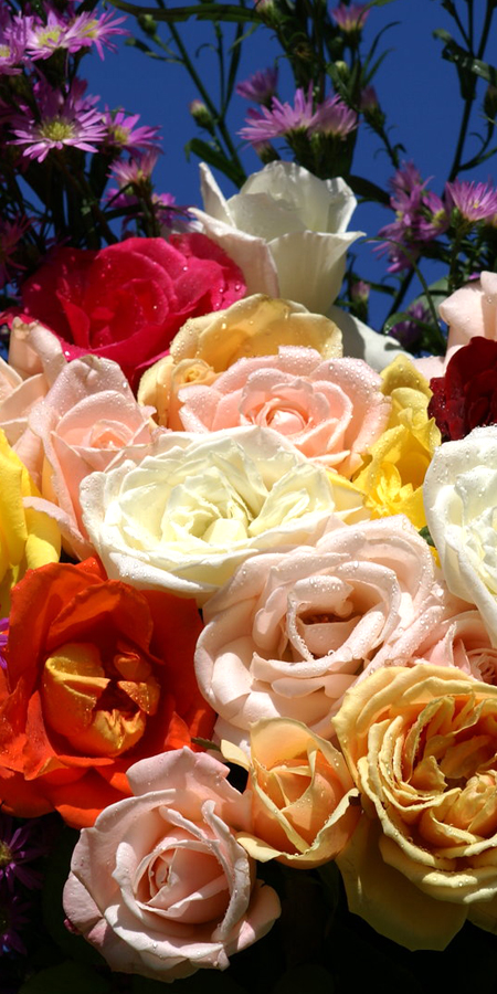 Floristik Rosen- und Gartenbaumschule Weishaupt in 85368 Moosburg